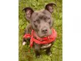 Unknown-American Pit Bull Terrier Mix DOG FOR ADOPTION RGADN-290