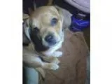 Adopt Playful Sweet PUNKIN - Emotional Support Therapy Dog () 28