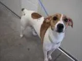 Adopt Kenna a Jack Russell Terrier Beagle