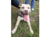 Adopt Tabitha a BrownChocolate American Staffordshire Terrier  M