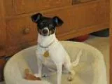 Rat Terrier DOG FOR ADOPTION RGADN-331842 - Allie - Rat Terrier 