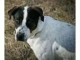 Pointer-German Shepherd Dog Mix DOG FOR ADOPTION RGADN-90414 - F