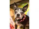 Boston Terrier DOG FOR ADOPTION RGADN-34870 - Oscar - Boston Ter