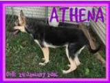 German Shepherd Dog DOG FOR ADOPTION RGADN-333780 - ATHENA - Ger