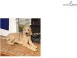 Blondi Female Goldendoodle puppy for Sale in Ohio