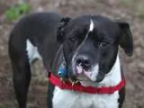 Unknown-American Pit Bull Terrier Mix DOG FOR ADOPTION RGADN-180