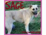 Unknown-Anatolian Shepherd Mix DOG FOR ADOPTION RGADN-295090 - S