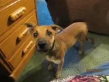 Peaches - Female Domestic Shorthair Mix