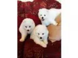 Samoyed puppies () -