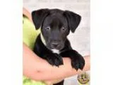 Unknown-Labrador Retriever Mix DOG FOR ADOPTION RGADN-344993 - O