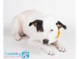 Adopt Princess a White - with Black Australian Cattle Dog  Austr