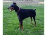 Adopt Brodie a Doberman Pinscher  Mixed dog in Bristolville OH (