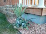 Agave  Americano (Den.)