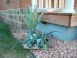 Agave  Americano (Den.)