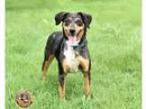 Unknown-Catahoula Leopard Dog Mix DOG FOR ADOPTION RGADN-308315 