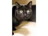 Adopt Nessie a All Black Domestic Shorthair (short coat) cat in 