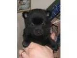 Schipperkes