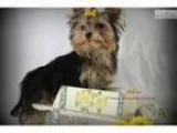 Teacup Yorkie