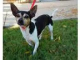 Adopt Tyler a Tricolor (TanBrown and Black and White) Rat Terrie