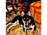 Adopt Natasha a Tricolor (TanBrown and Black and White) Husky  C