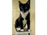 Adopt Thackery a Black and White or Tuxedo Domestic Shorthair (s