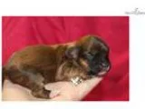 Windy Brindle WWhite Female CKC Havapoo