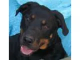 Unknown-Rottweiler Mix DOG FOR ADOPTION RGADN-183072 - Crow - Ro