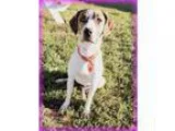 Unknown-Labrador Retriever Mix DOG FOR ADOPTION RGADN-87816 - De