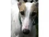 Greyhound DOG FOR ADOPTION RGADN-354098 - Jackson - Greyhound (s
