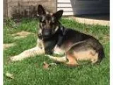 German Shepherd Dog DOG FOR ADOPTION RGADN-325865 - Bendi - Germ