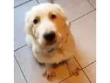 Great Pyrenees DOG FOR ADOPTION RGADN-355274 - Carter - Great Py
