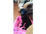 Poodle (Miniature) DOG FOR ADOPTION RGADN-334932 - Spencer Reid 