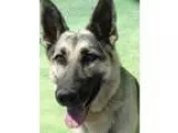 German Shepherd Dog DOG FOR ADOPTION RGADN-312350 - Koda - Germa