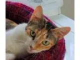 Adopt Tea FREE TO GOOD HOME a Calico