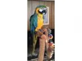 Adopt Bud a Blue Macaw bird in Shawnee Mission KS (16833440)