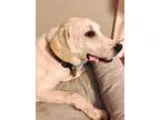 Unknown-Labrador Retriever Mix DOG FOR ADOPTION RGADN-355302 - B