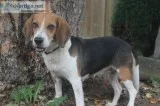 Adult Female Beagle for adoption