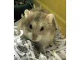 Adopt Dwarf Hamster a Hamster