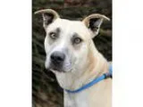 Unknown-American Pit Bull Terrier Mix DOG FOR ADOPTION RGADN-232