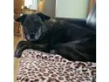 Plott Hound-German Shepherd Dog Mix DOG FOR ADOPTION RGADN-34533