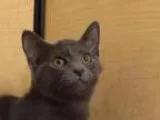 Adopt Gus  Canton PetSmart Habitat on Michigan Ave a Domestic Sh