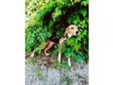 Treeing Walker Coonhound DOG FOR ADOPTION RGADN-322153 - Toby hw