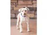 Adopt Kasper a White Schnauzer (Miniature)  Mixed dog in Chandle