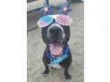 Unknown-Labrador Retriever Mix DOG FOR ADOPTION RGADN-220997 - N