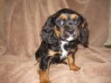 Cavalier King Charles Spaniel PUPPY FOR SALE ADN-17698 - Red and