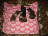 Adopt Queenie Ragina and Tonya a Guinea Pig
