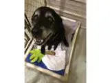 Adopt Molly a Black - with Gray or Silver Labrador Retriever  Mi