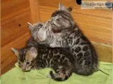 Elegant Bengal kittens for sale