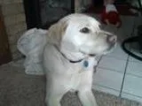 Labmaraner DOG FOR ADOPTION RGADN-131557 - Charmin Urgent Foster