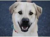 Unknown-Great Pyrenees Mix DOG FOR ADOPTION RGADN-177207 - Byron